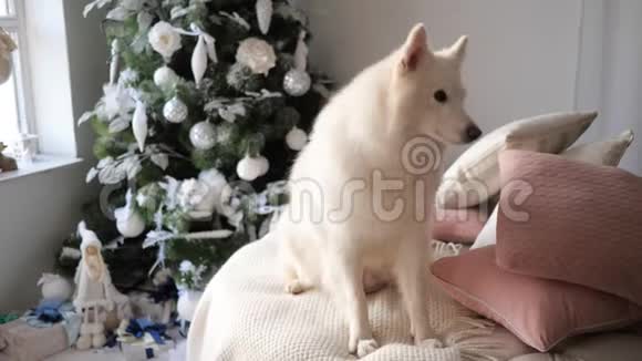 可爱的狗在装饰精美的新年树旁等待圣诞节和新年视频的预览图