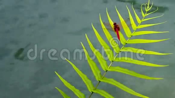 蕨类植物上的蜻蜓视频的预览图