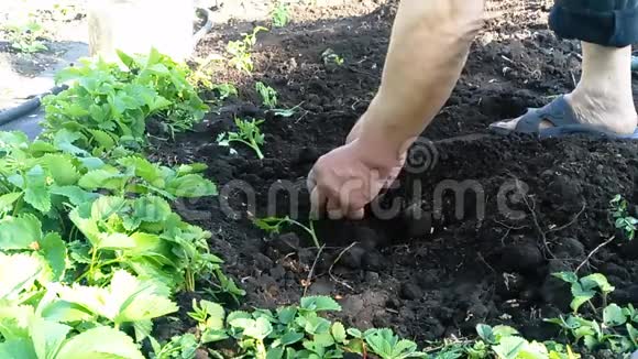 手把手在花园里种植物视频的预览图