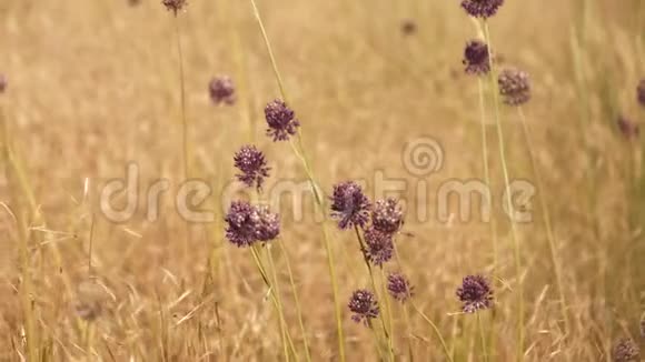 黄色草地背景下的一批紫色野生大蒜花视频的预览图