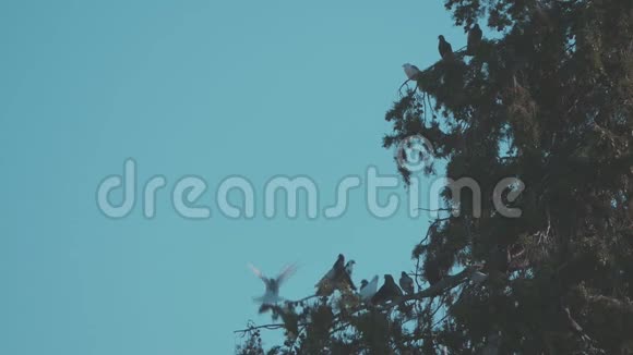 鸽子鸟坐在树上视频的预览图
