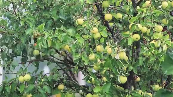 多汁的美丽令人惊叹的漂亮苹果在树枝上阳光明媚的夏天伴随着微风和雨视频的预览图