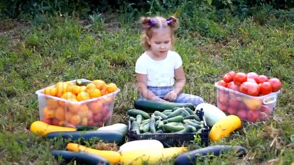 小女孩吃蔬菜农业的收获孩子是素食主义者素食成熟番茄西葫芦和视频的预览图