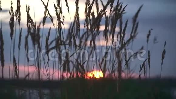 河岸上美丽的日落视频的预览图
