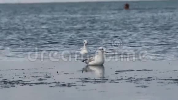 海上的海鸥视频的预览图