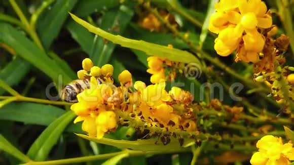 蜜蜂柔柔的爱抚玛哈尼亚花慢的视频的预览图