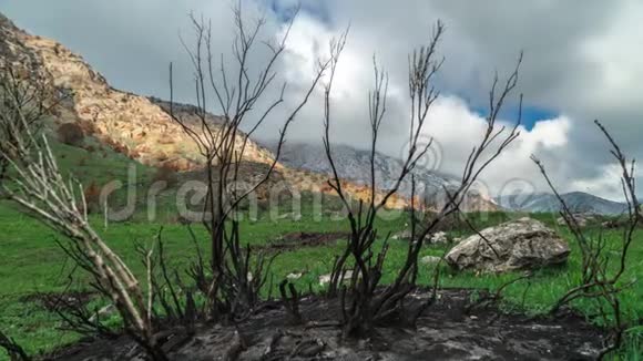4K美国加利福尼亚州春季山区大火后烧毁树木视频的预览图