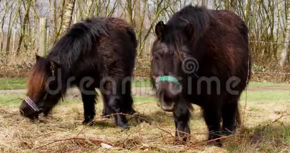 两匹雪兰小马在吃东西视频的预览图