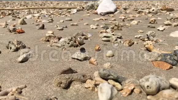 在海滩上散步视频的预览图