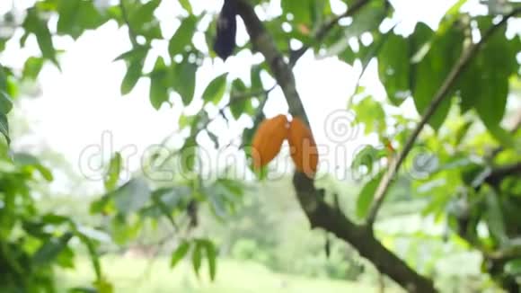有机种植园的树上长着成熟的黄球荚4K印度尼西亚巴厘视频的预览图