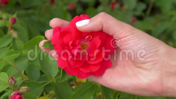 雌手握着玫瑰花蕾用拇指轻轻地抚摸着花花瓣视频的预览图