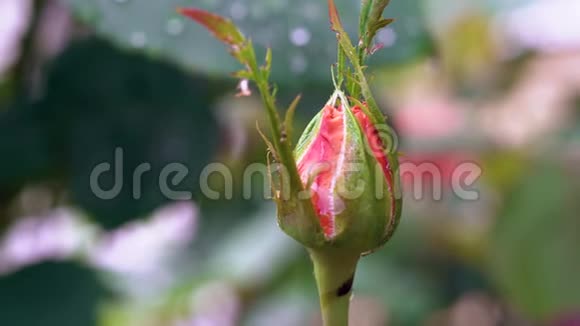 雨落在橘芽上的玫瑰花快关门视频的预览图