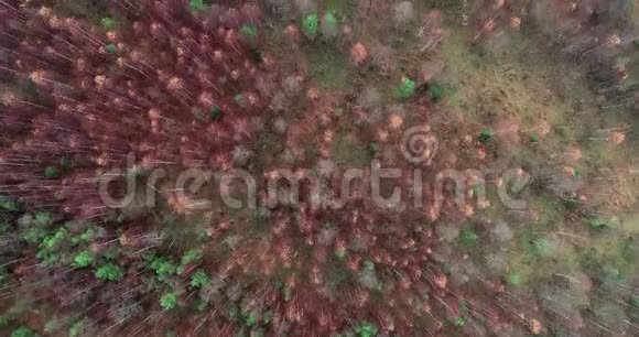 空中秋林上方的4K顶视图视频的预览图