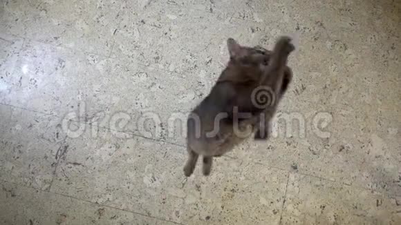 索马里小猫跳上镜头慢动作视频的预览图