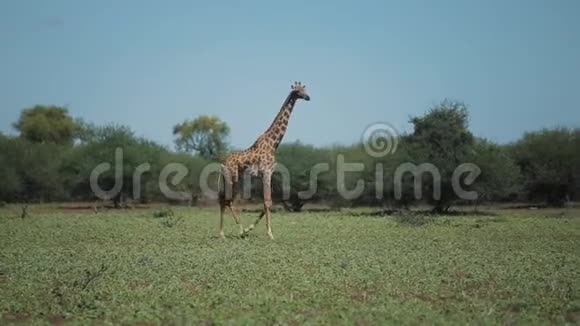 美丽的风景长颈鹿散步在阳光明媚的一天在非洲的绿色田野上奔跑视频的预览图