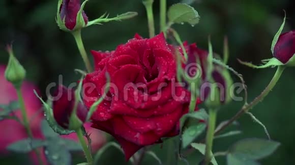 红母玫瑰视频的预览图