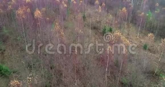 空中秋林上方的4K顶视图视频的预览图