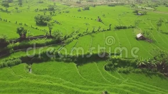绿稻种植园鸟瞰亚细亚村的无人机飞过绿色稻田农业和农业概念视频的预览图