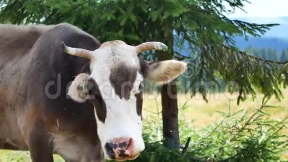 牛在山上吃草广角射击视频的预览图