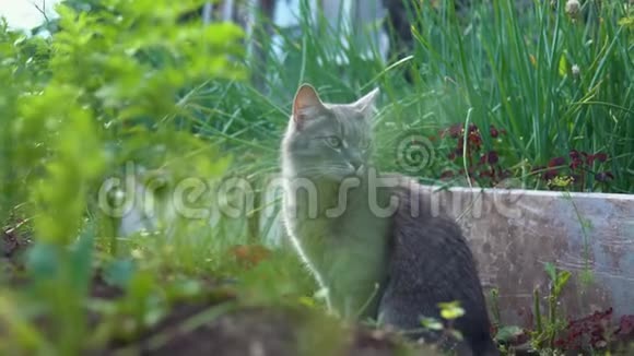 一只灰猫在花园里的萝卜间散步视频的预览图