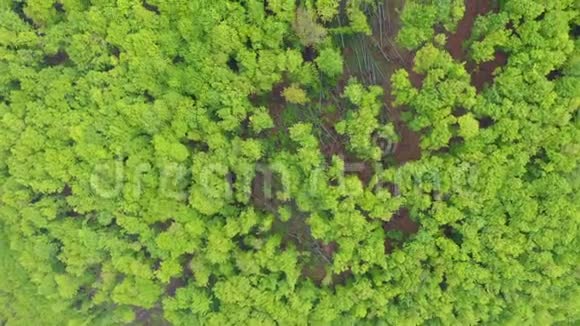 春天飞过一片绿油油的树林空中4k无人机视野视频的预览图