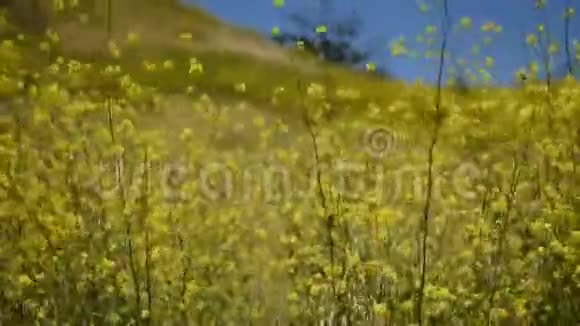 宁静的黄色芥末花蝴蝶在微风中画出淑女视频的预览图