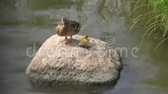 一只小黄鸭从石头上跳下来视频的预览图
