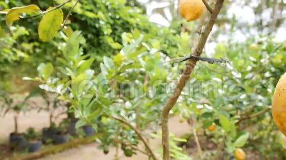 有机农场种植园花园盆栽小树上生长的柠檬果实4K印度尼西亚巴厘视频的预览图