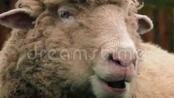 绵羊咀嚼库德特写视频的预览图