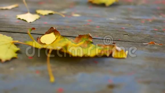 秋天的枫叶落在木桌上视频的预览图