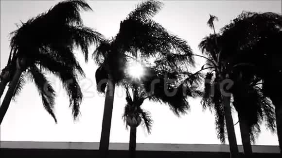 圣安娜风吹动棕榈树使太阳闪烁视频的预览图