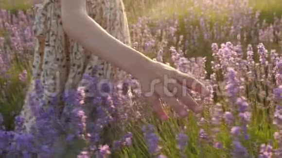 一个小女孩的特写镜头她的手穿过薰衣草的田野视频的预览图