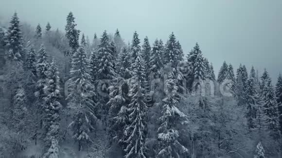 鸟瞰冬林雪树枝中看冬林视频的预览图