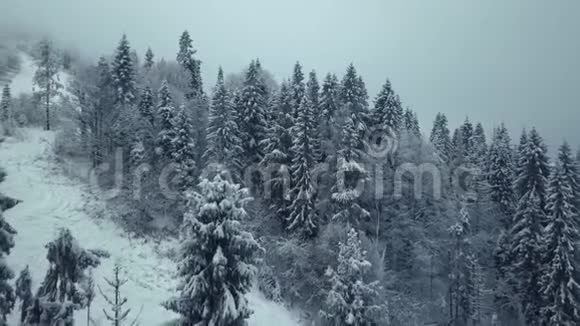 鸟瞰冬林雪树枝中看冬林视频的预览图