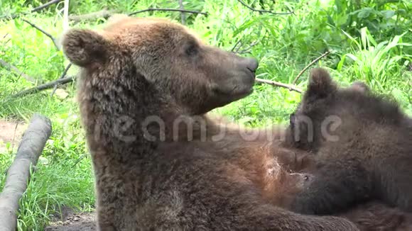 母熊喂养小熊的肖像可爱的怅惘的婴儿护理自然的爱所有的食物都是我的有趣的婴儿危险的m视频的预览图