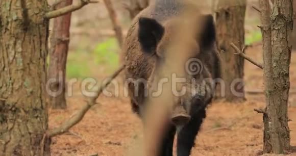 白俄罗斯野猪或苏斯克鲁法也被称为野生猪欧亚野生猪嗅嗅空气在秋季森林野生野猪视频的预览图