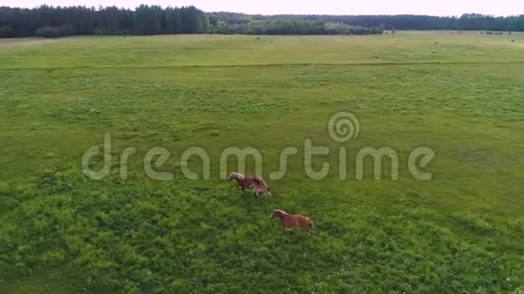 两匹马在绿野中奔跑的空中无人机镜头慢动作视频的预览图
