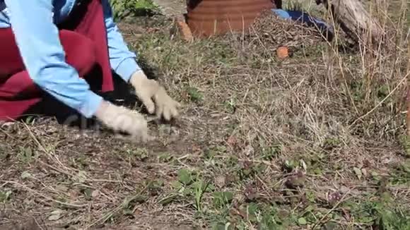 一个女人在花园里工作把草从地上移走视频的预览图