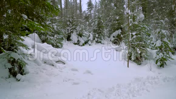 穿衣服的人穿过冬天的森林视频的预览图