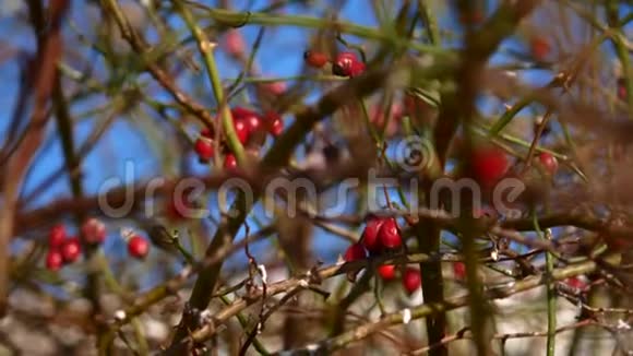红玫瑰臀部在树枝上视频的预览图