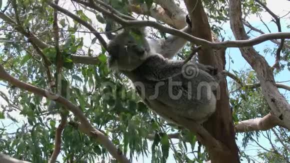 澳大利亚考拉在树上移动视频的预览图
