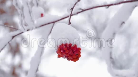 冬天寒冷的日子红罗万浆果被雪覆盖冬季景观带白雪覆盖的山灰视频的预览图