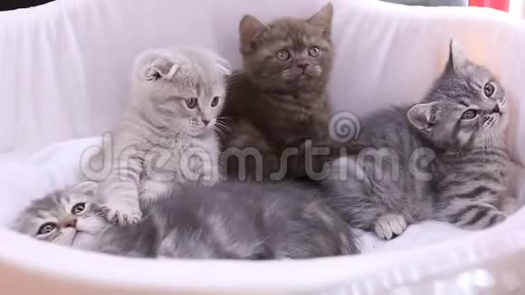 一群纯种的罗普耳小猫坐在篮子里玩宠物表演视频的预览图