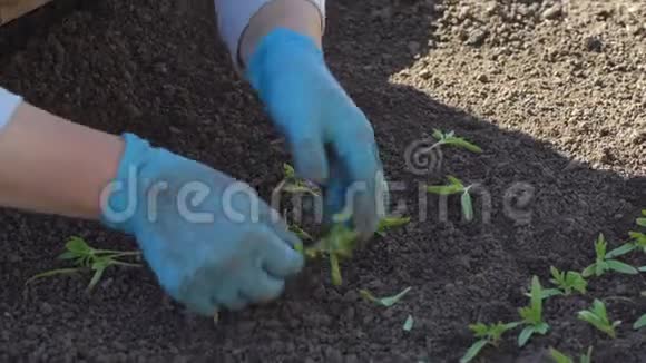 农民潜水番茄幼苗视频的预览图