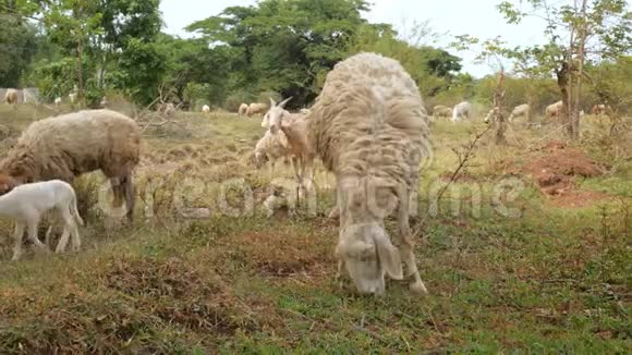 山羊和绵羊正在大自然的草地上吃草视频的预览图