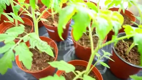 西红柿的幼苗视频的预览图