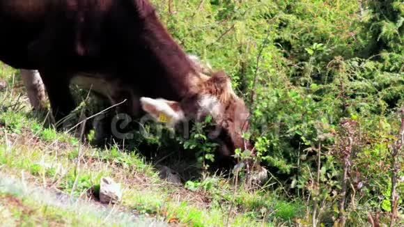 一头奶牛在阳光明媚的日子里在阿尔卑斯山区草地上放牧视频的预览图