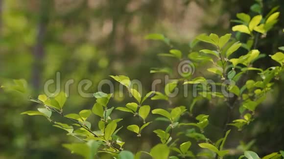 森林中树枝上的叶子视频的预览图