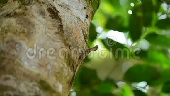 德拉克马库拉特斯柬埔寨飞蜥坐在树上视频的预览图