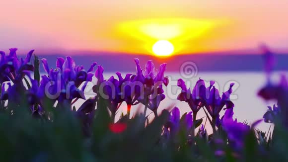 紫罗兰伊里斯在草地上视频的预览图